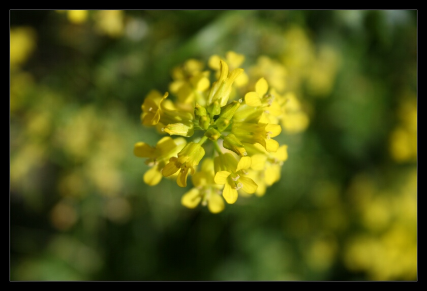 Raps (Brassica napus ssp. oleifera)