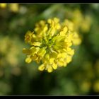 Raps (Brassica napus ssp. oleifera)