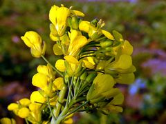 Raps (Brassica napus ssp.oleifora)