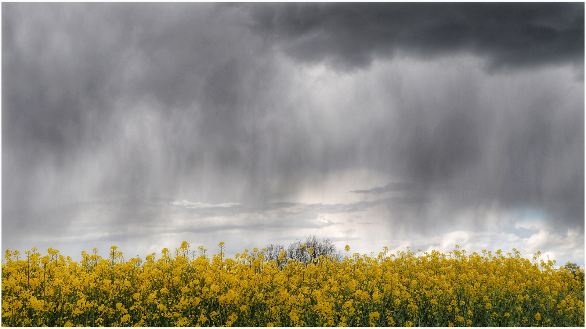 Raps braucht Regen......viel Regen....