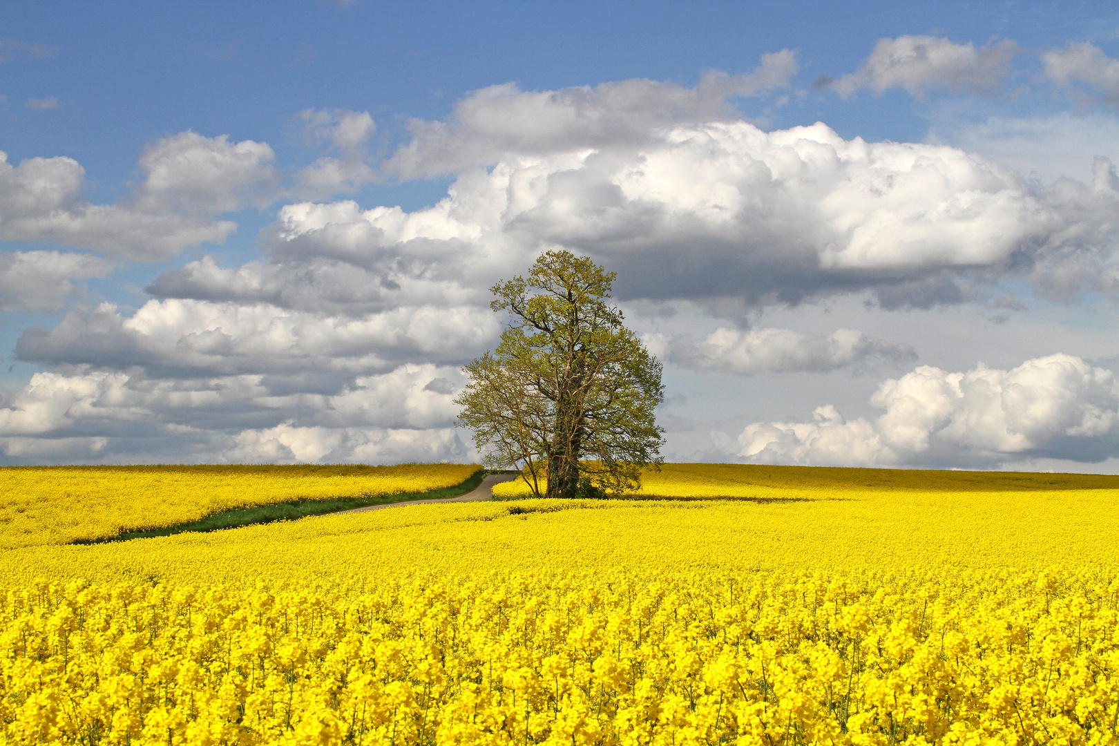 Raps bringt Farbe in die Landschaft