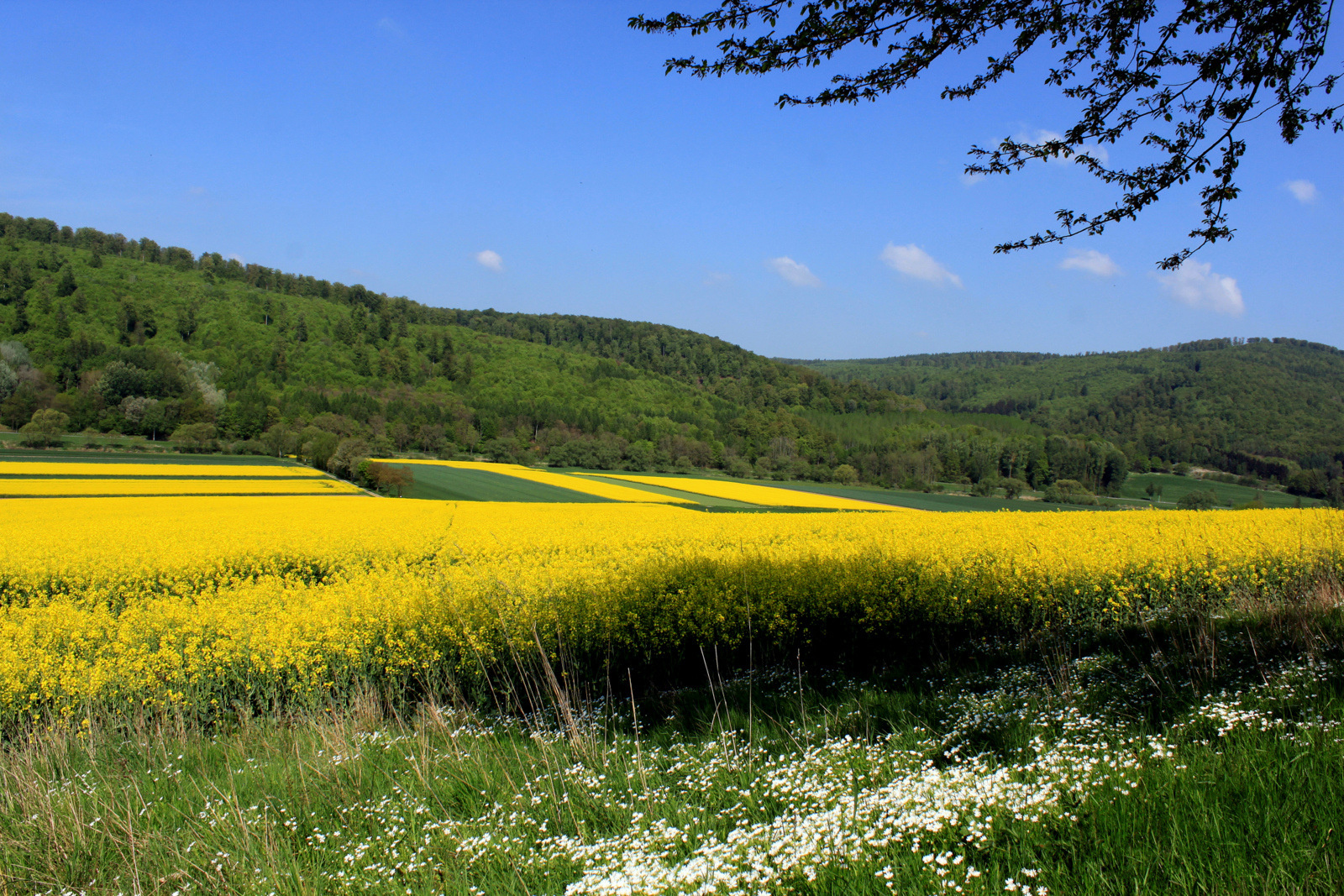 -Raps das Gold der Landwirte-