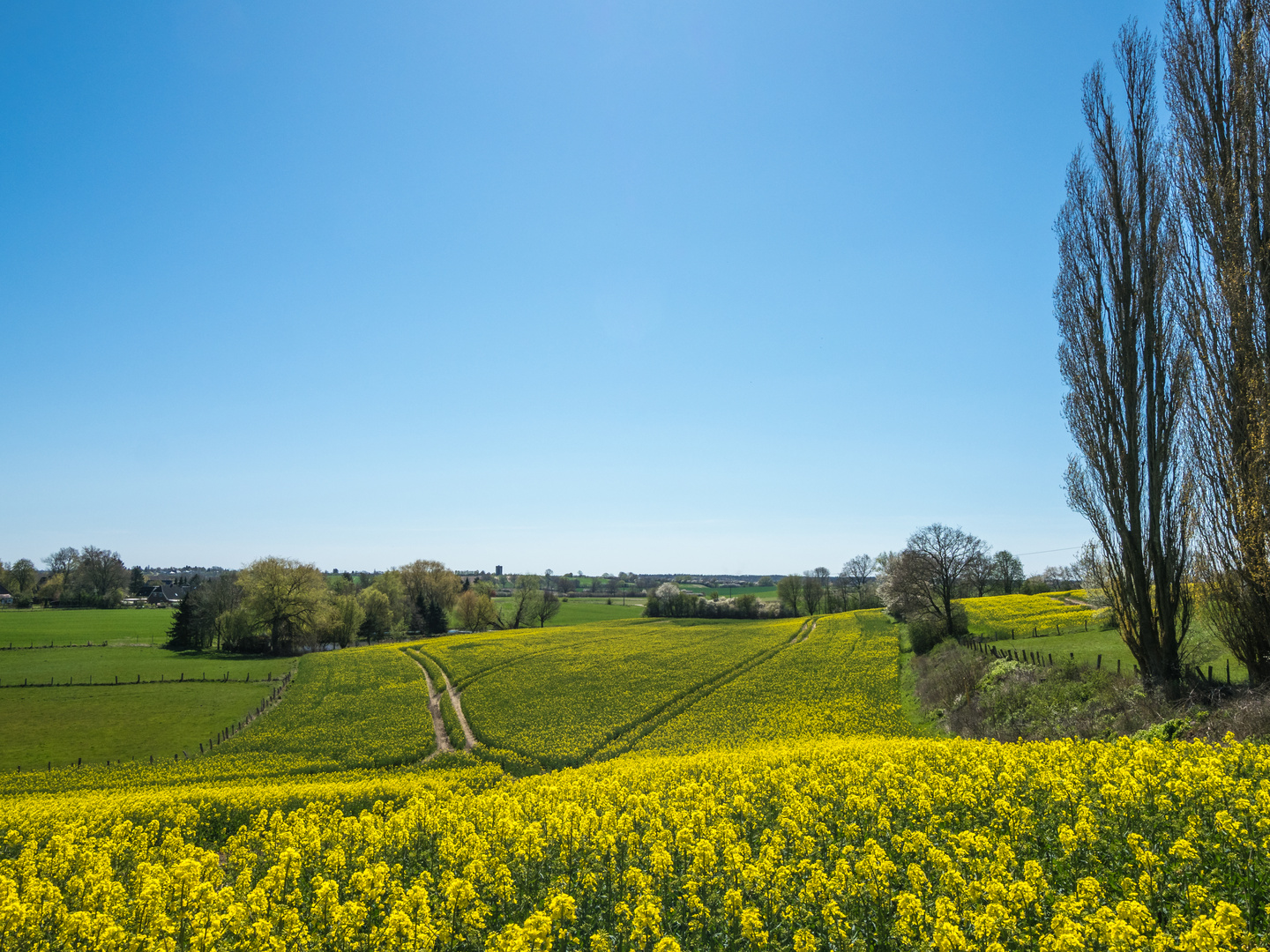 Raps, das Gold des Nordens