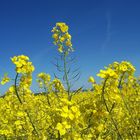 Raps - das schönste Gelb des Frühlings