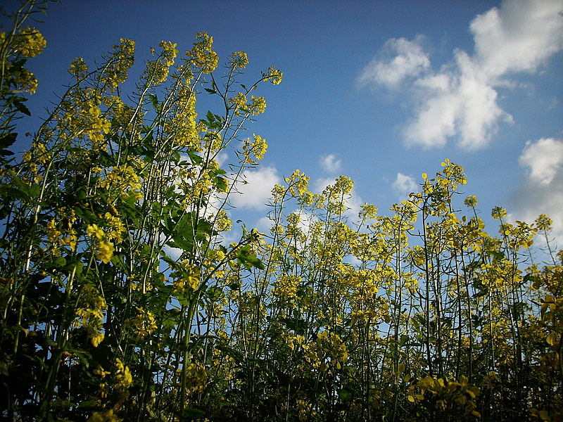 Raps der in den Himmel wächst