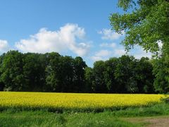 Raps, die Schönste unter den Feldfrüchten