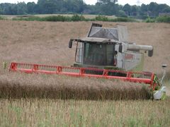 Raps dreschen in Quarnbek mit LEXION 580 Terra Trac