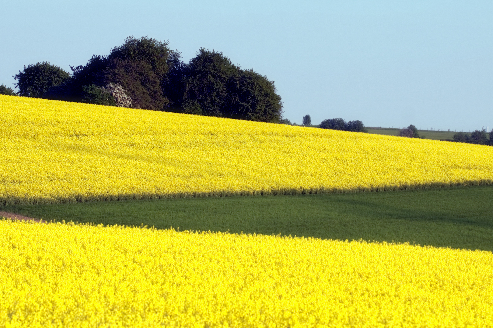 Raps, Energie und Farbe