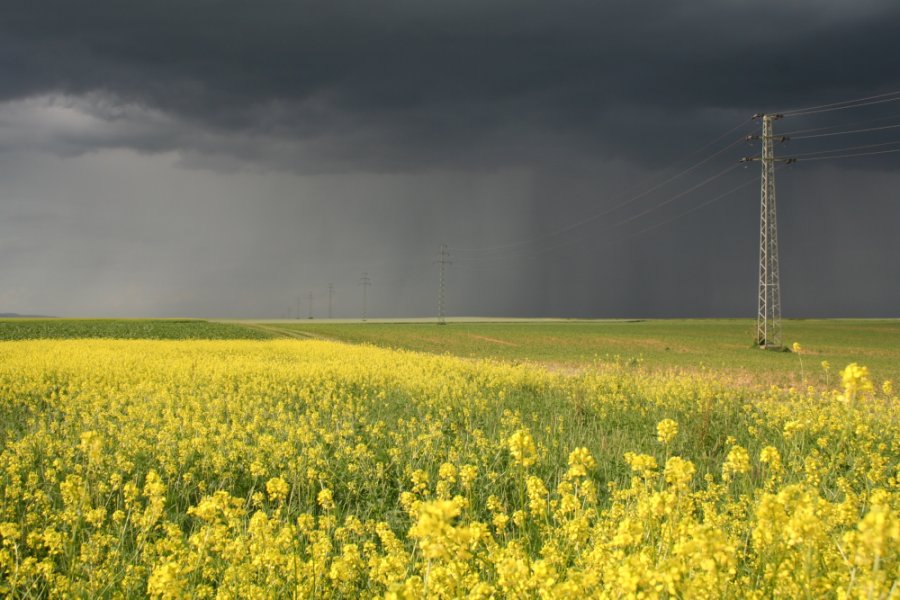 Raps Energiepflanze der Zukunft von Hermann Heidweiler