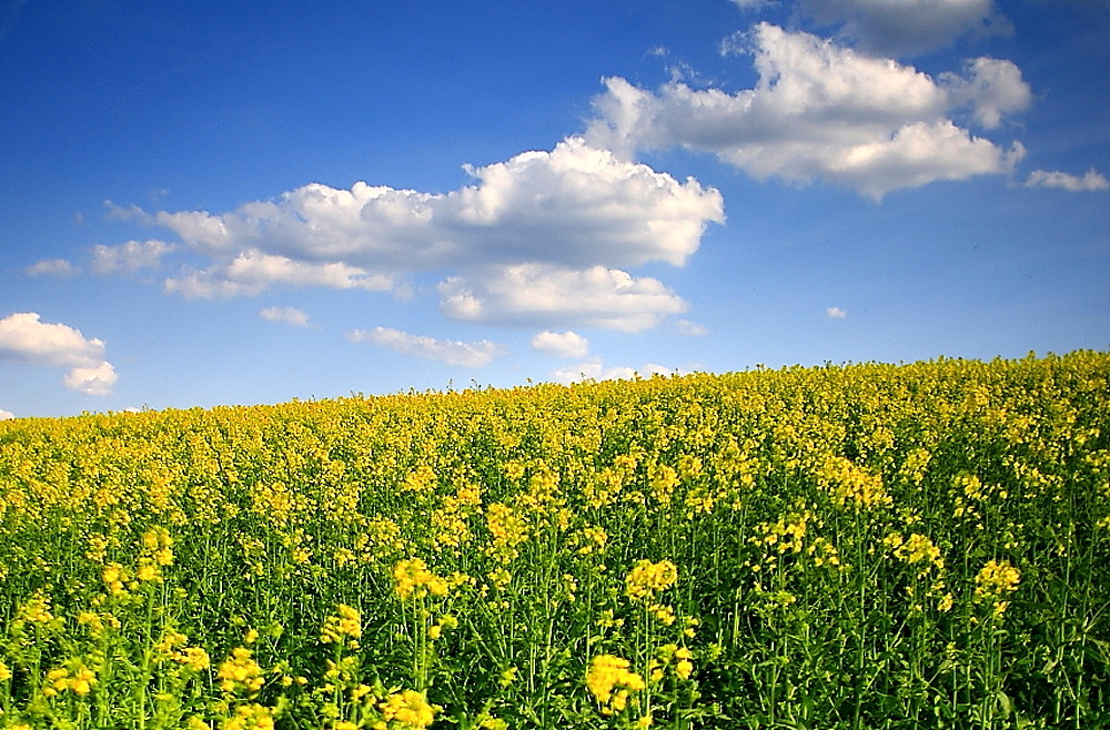 Raps - Farbkleks in der Natur