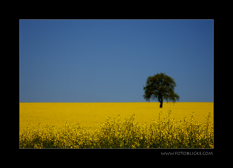 Raps Feld Baum