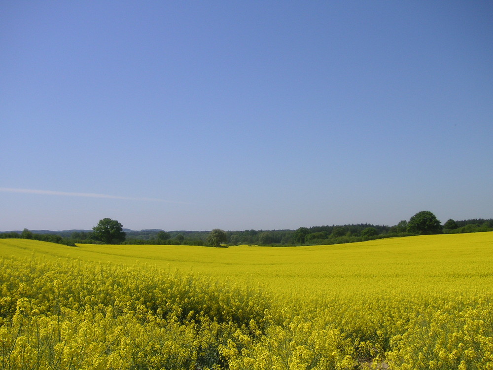 Raps Felder bei Felde ...