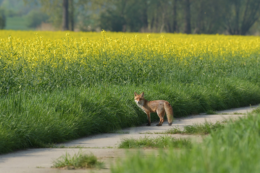 Raps – Fuchs