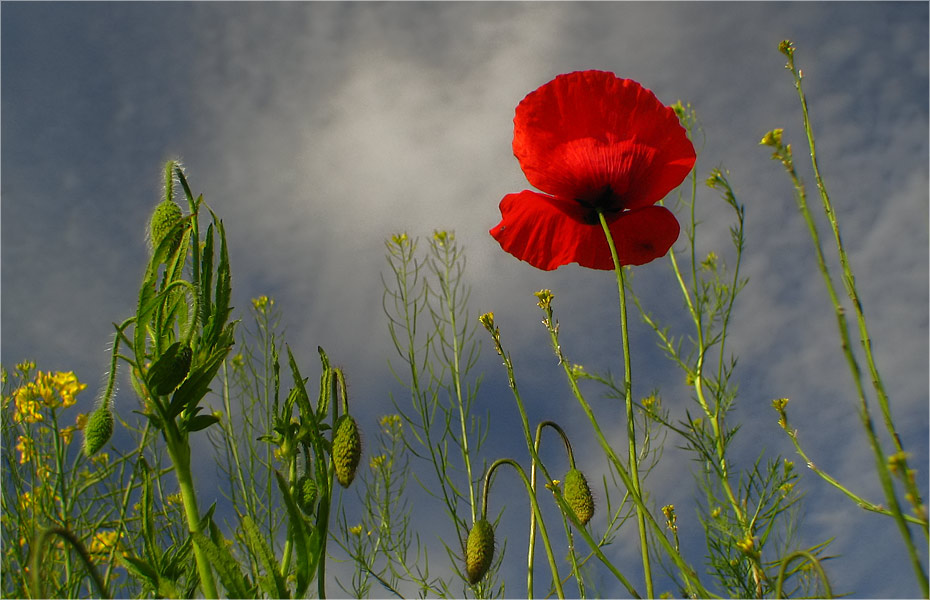 Raps geht Mohn kommt ;-)