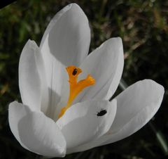 Raps-Glanzkäfer (Meligethes aeneus) auf einer Krokusblüte