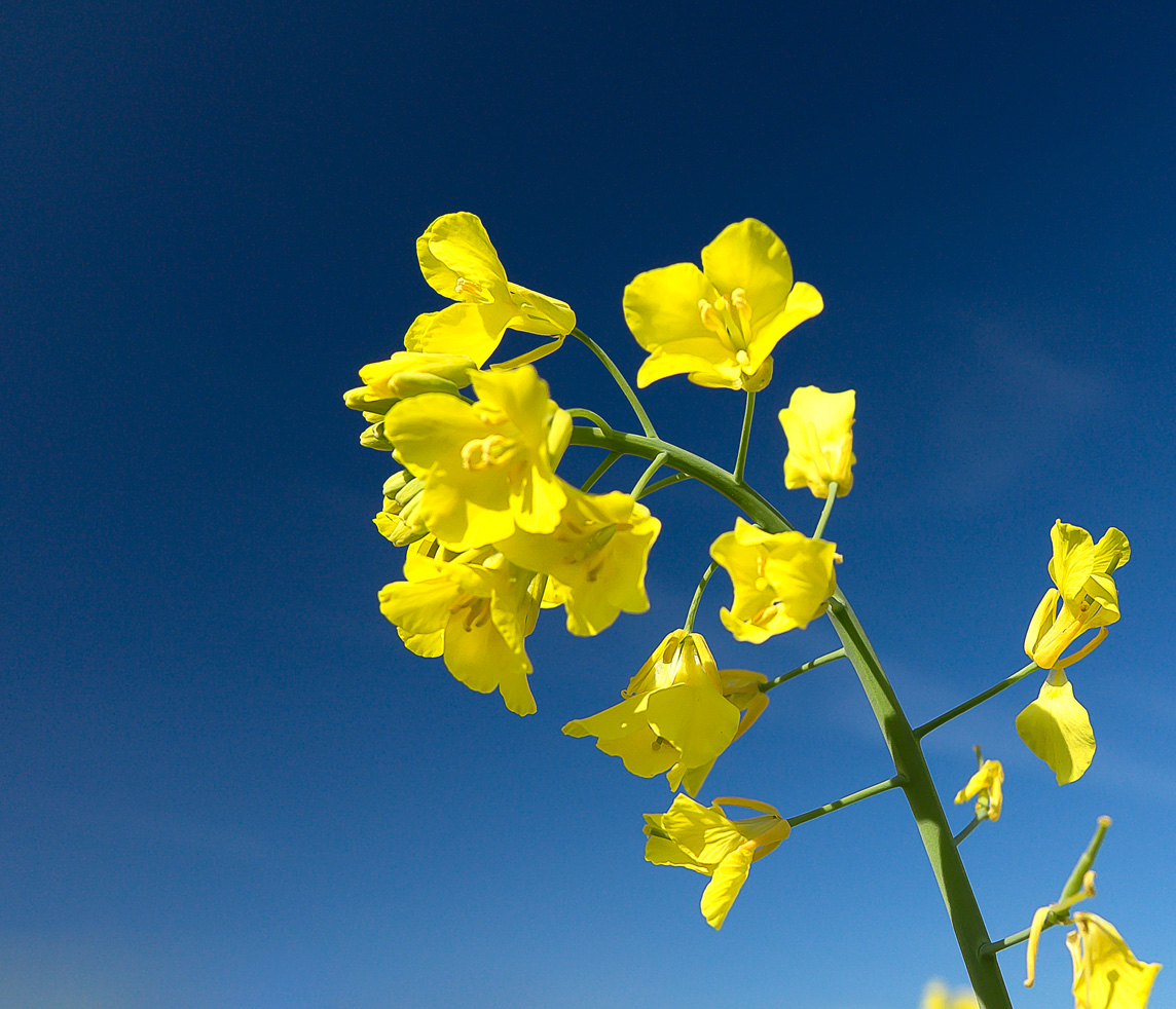 Raps & Himmel