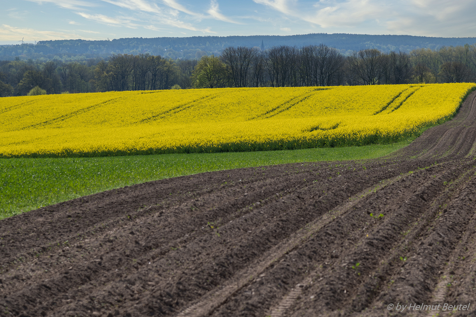 Raps - hügelige Landschaft