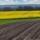 Raps - hügelige Landschaft