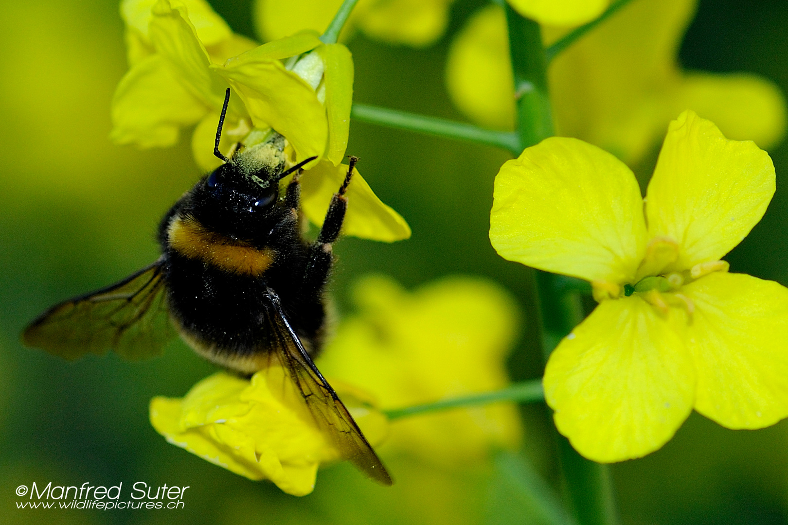 Raps - Hummel