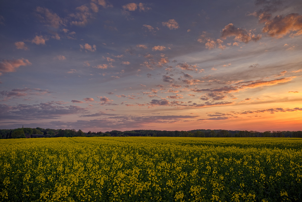 Raps im Abendlicht