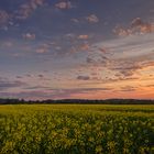 Raps im Abendlicht