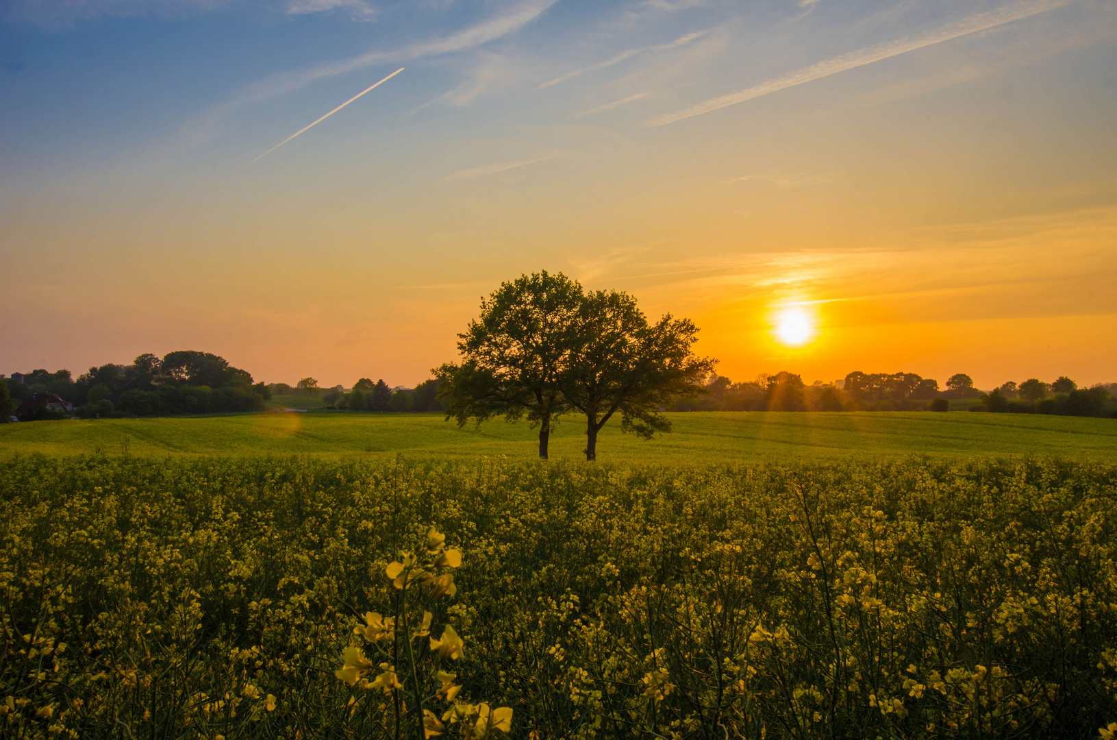 Raps im Abendlicht