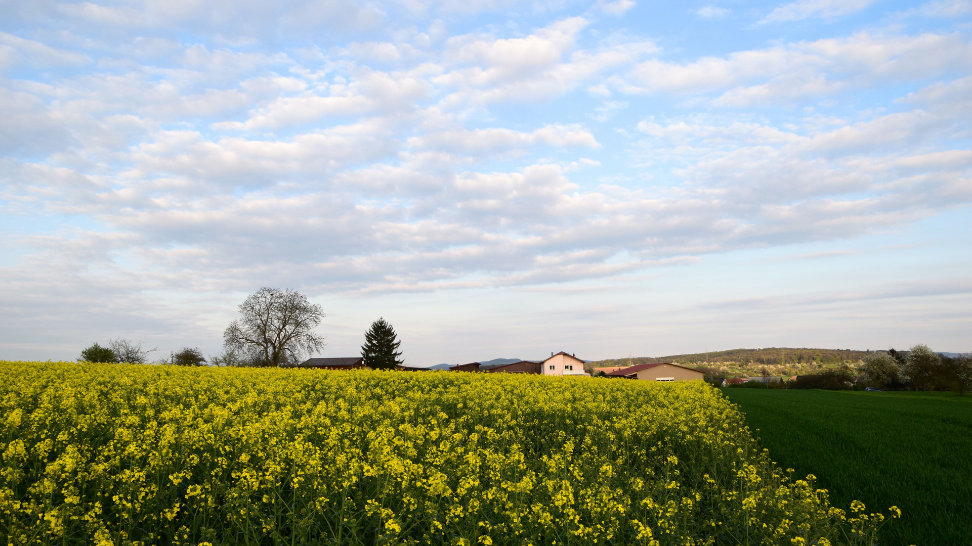 Raps im Abendlicht