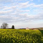 Raps im Abendlicht