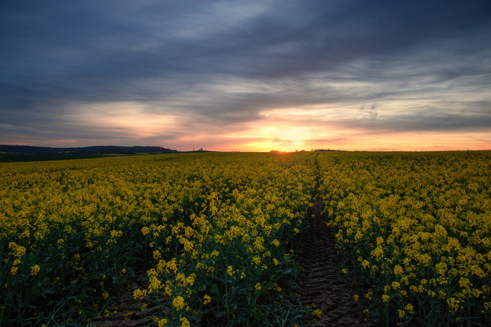 Raps im Abendlicht II