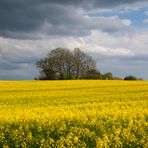 Raps im Dänischen Wohld