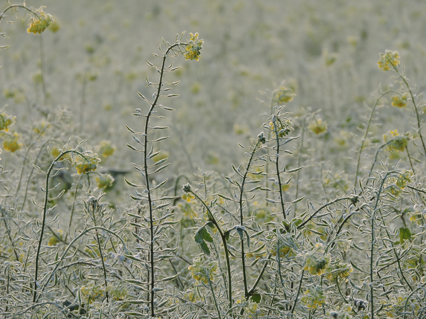 Raps im ersten Frost