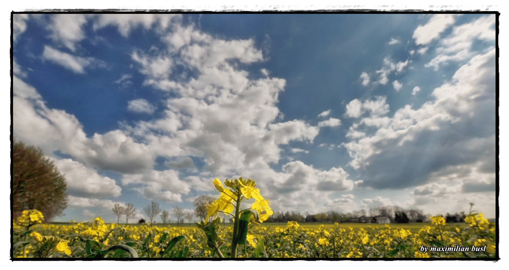 Raps im Frühling