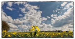 Raps im Frühling