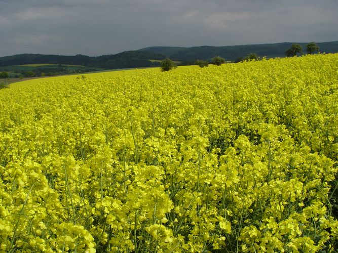 Raps im Frühling 2