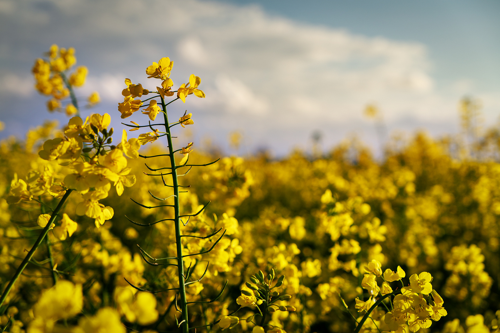 Raps im Frühling