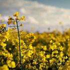 Raps im Frühling