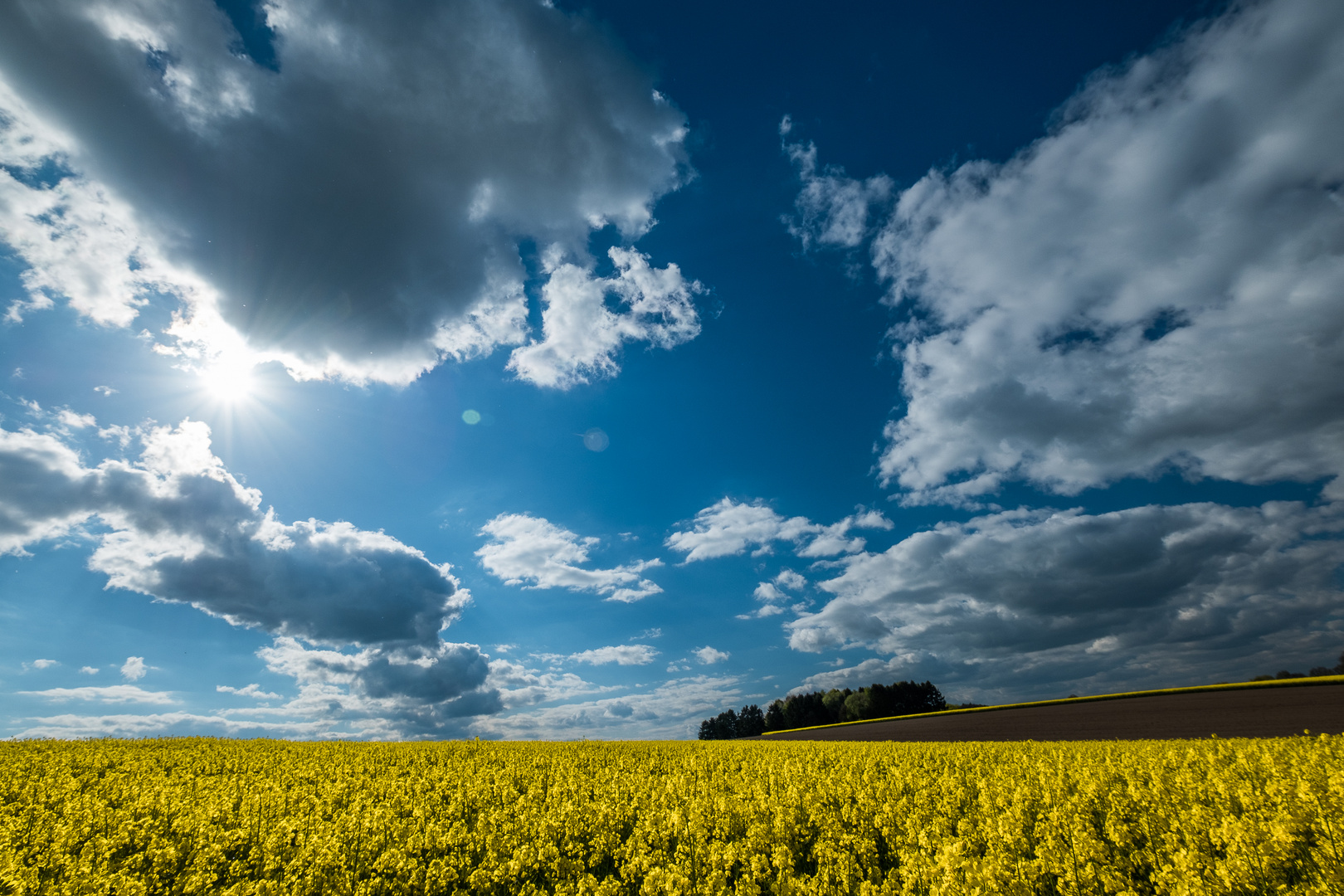 Raps im Gegenlicht