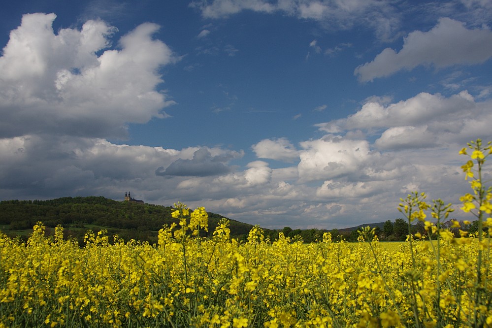 Raps im "Gottesgarten" Obermaintal