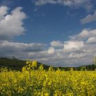 Raps im "Gottesgarten" Obermaintal