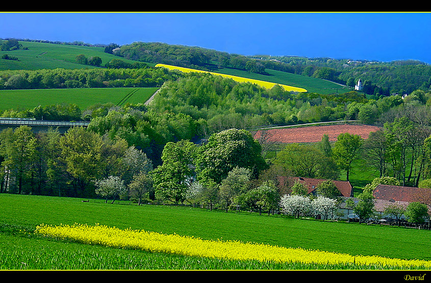 Raps im Grün