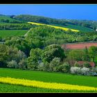 Raps im Grün