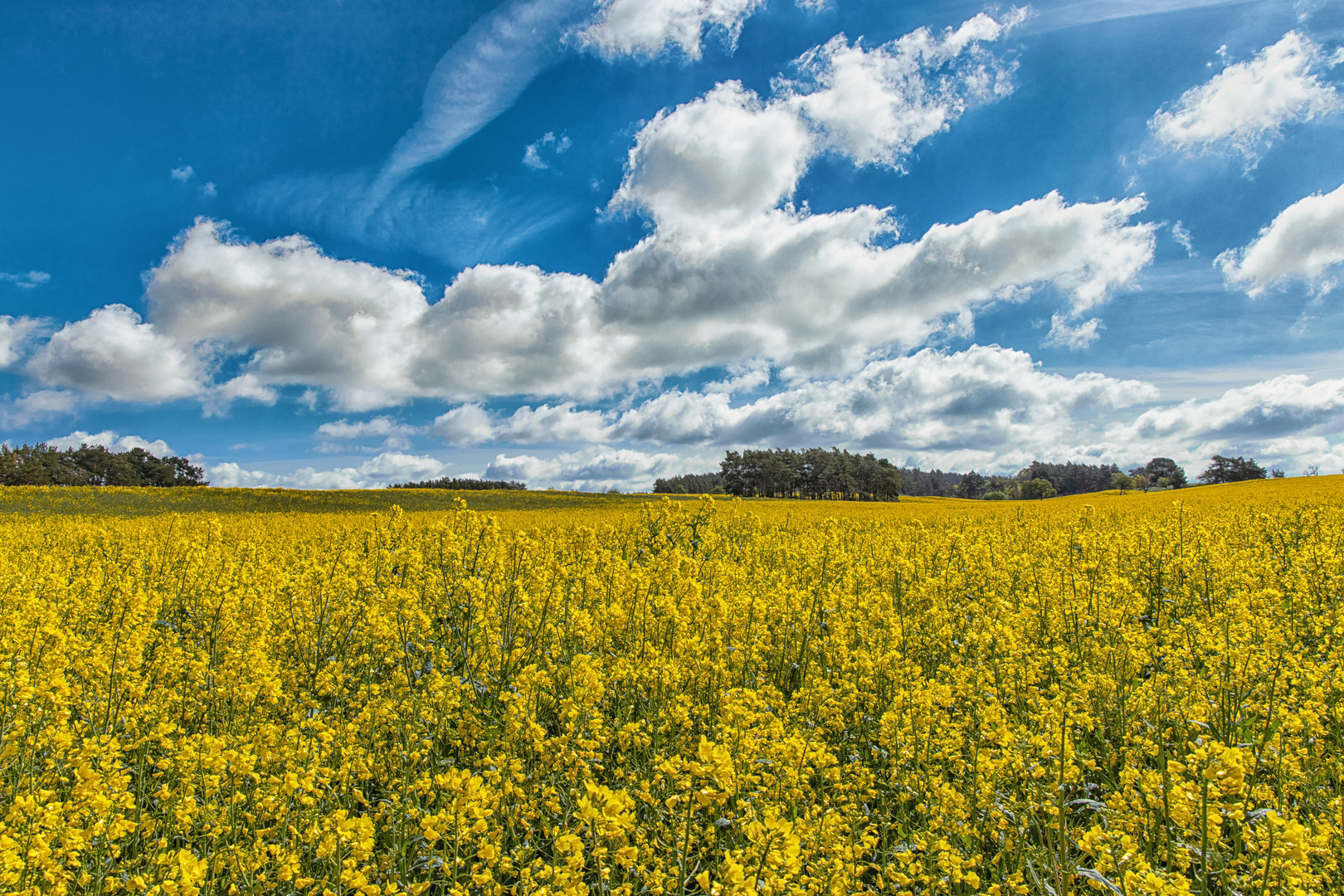 Raps im Harz