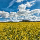 Raps im Harz