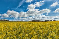 Raps im Harz