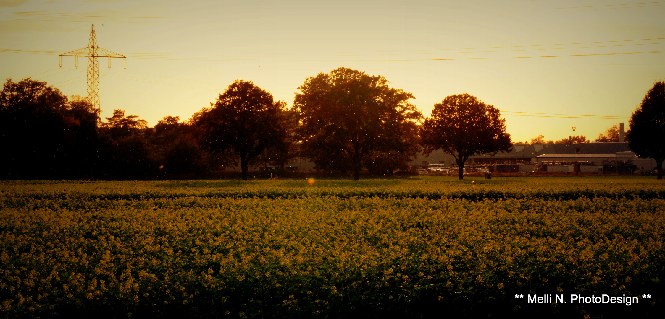 ** Raps im Herbst **