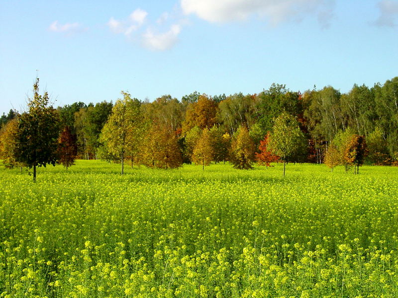 Raps im Herbst