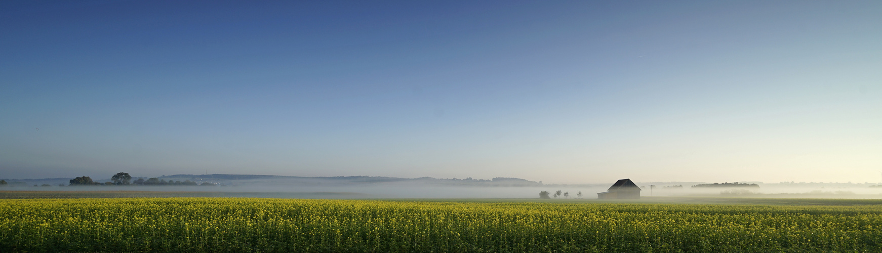 Raps im Herbstnebel