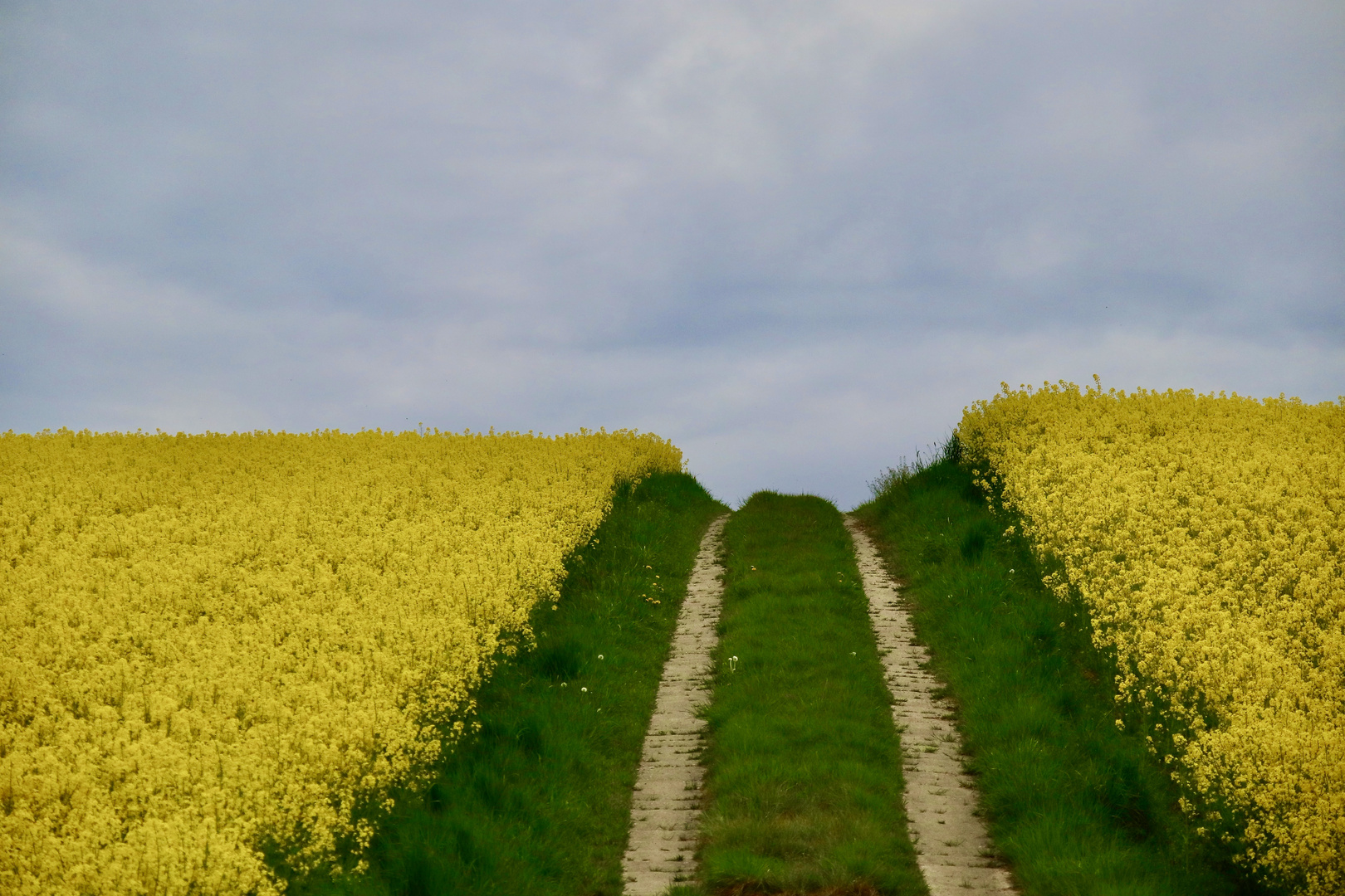 Raps im Hügelland