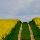 Raps im Hügelland