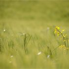 Raps im Kornfeld